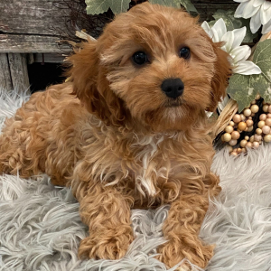 Cavapoo Puppy Jamayca
