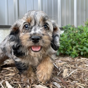 Cockapoo Puppy Barbie
