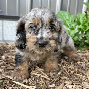Cockapoo Puppy Barbie
