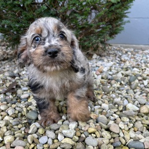 Cockapoo Puppy Barbie