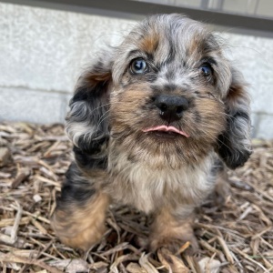 Cockapoo Puppy Barbie