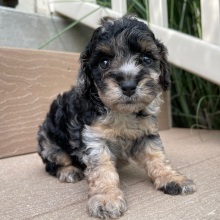 Cockapoo Puppy Jake