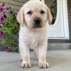 Labrador Retriever Puppy Ola