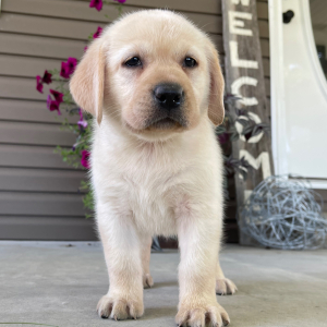 Labrador Retriever Puppy Ola