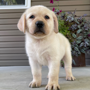 Labrador Retriever Puppy Ola