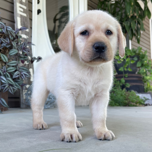 Labrador Retriever Puppy Ola