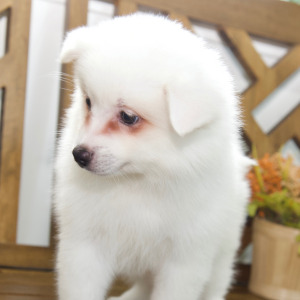 American Eskimo Dog Puppy Evie