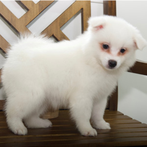 American Eskimo Dog Puppy Evie