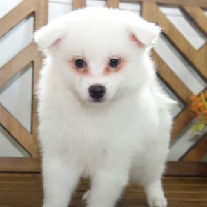 American Eskimo Dog Puppy Evie