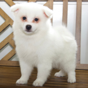 American Eskimo Dog Puppy Evie