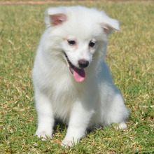 American Eskimo Dog Puppy Evie
