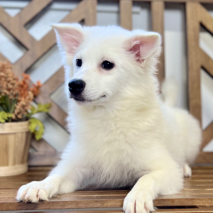 American Eskimo Dog Puppy Evie