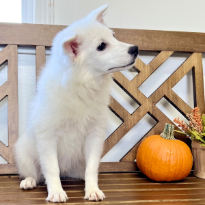 American Eskimo Dog Puppy Evie