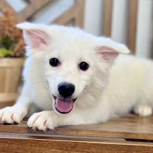 American Eskimo Dog Puppy Evie