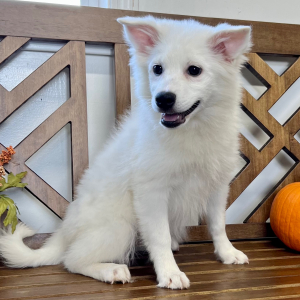 American Eskimo Dog Puppy Evie
