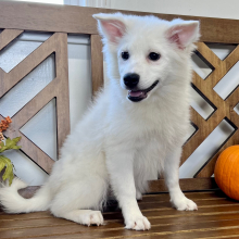 American Eskimo Dog Puppy Evie