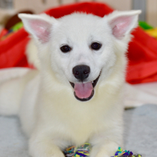 American Eskimo Dog Puppy Evie