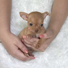 Chihuahua Puppy Lil' Elsie
