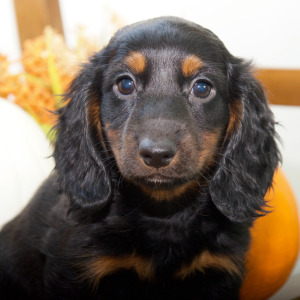 Dachshund Puppy Derek