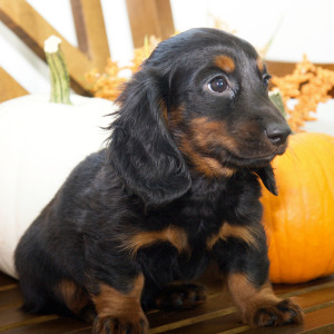 Dachshund Puppy Derek