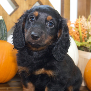 Dachshund Puppy Derek
