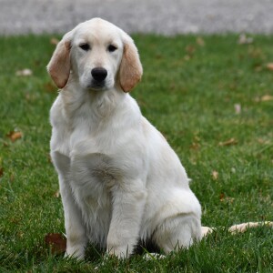 Golden Retriever Puppy Kamila