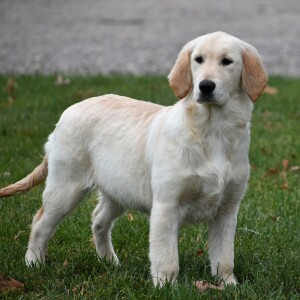 Golden Retriever Puppy Kamila