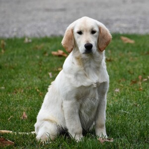 Golden Retriever Puppy Kamila