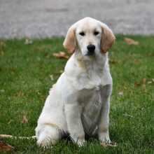 Golden Retriever Puppy Kamila