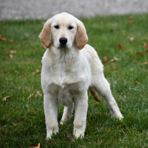 Golden Retriever Puppy Kamila