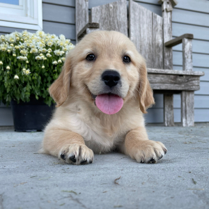 Golden Retriever Puppy Abigail