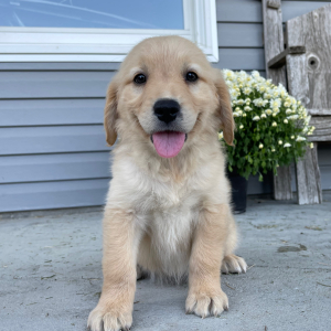 Golden Retriever Puppy Abigail