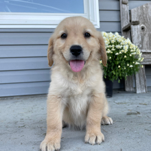 Golden Retriever Puppy Abigail