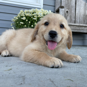Golden Retriever Puppy Abigail