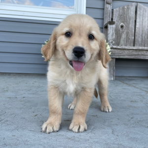Golden Retriever Puppy Abigail