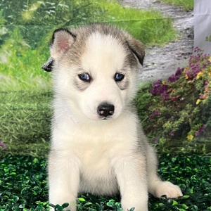 Siberian Husky Puppy Aaron