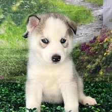 Siberian Husky Puppy Aaron