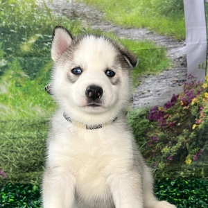 Siberian Husky Puppy Aaron