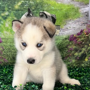 Siberian Husky Puppy Aaron