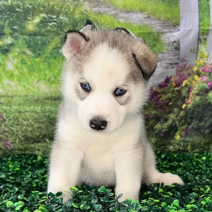 Siberian Husky Puppy Aaron