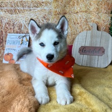Siberian Husky Puppy Aaron