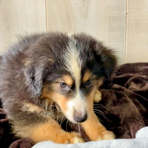 Australian Shepherd Puppy Betsy