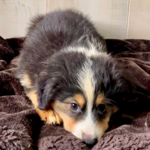 Australian Shepherd Puppy Betsy