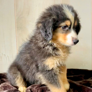 Australian Shepherd Puppy Betsy