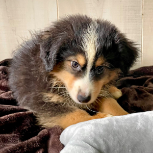 Australian Shepherd Puppy Betsy