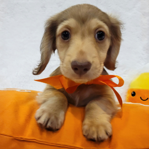 Dachshund Puppy Chestnut