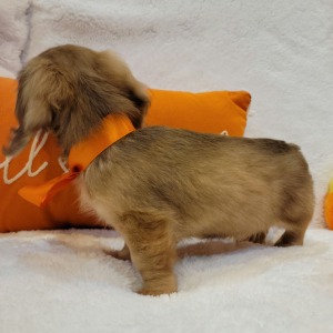 Dachshund Puppy Chestnut