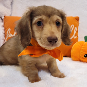 Dachshund Puppy Chestnut