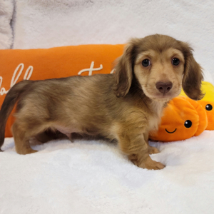 Dachshund Puppy Chestnut