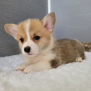 Pembroke Welsh Corgi Puppy Lucy